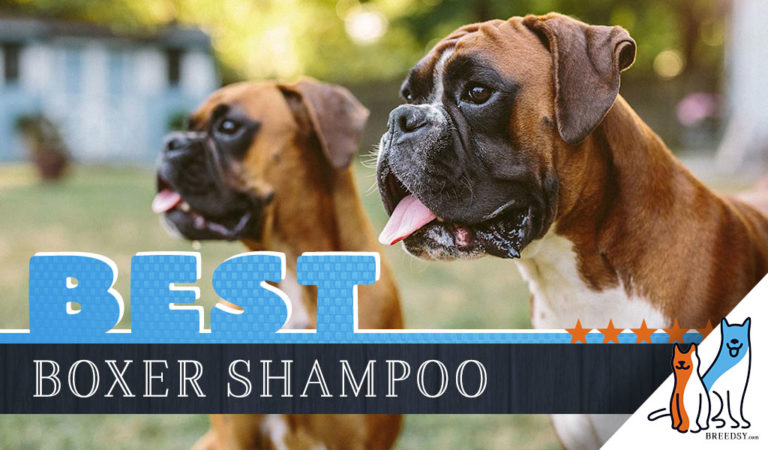Boxer Shampoo: 8 Picks for the Best Dog Shampoo for Boxers in 2022