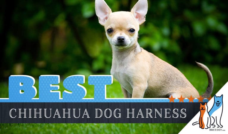 6 Best Dog Harnesses for Chihuahuas in 2022