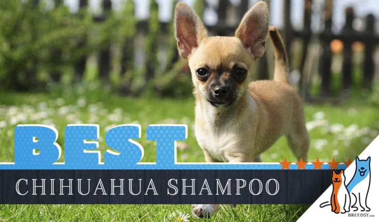 Chihuahua Shampoo: 6 Best Dog Shampoos for Chihuahuas in 2022