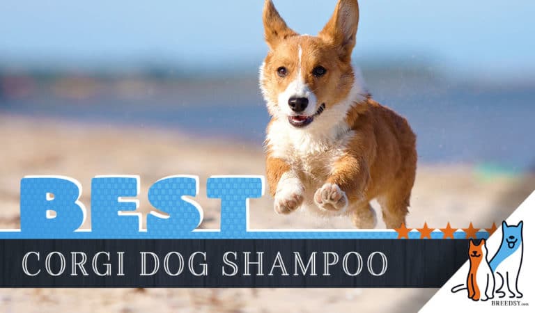 Corgi Shampoo: Our 8 Picks for the Best Shampoos for Corgis