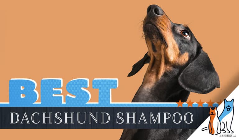 Dachschund Shampoo: 8 Best Dog Shampoos For Dachshunds In 2023