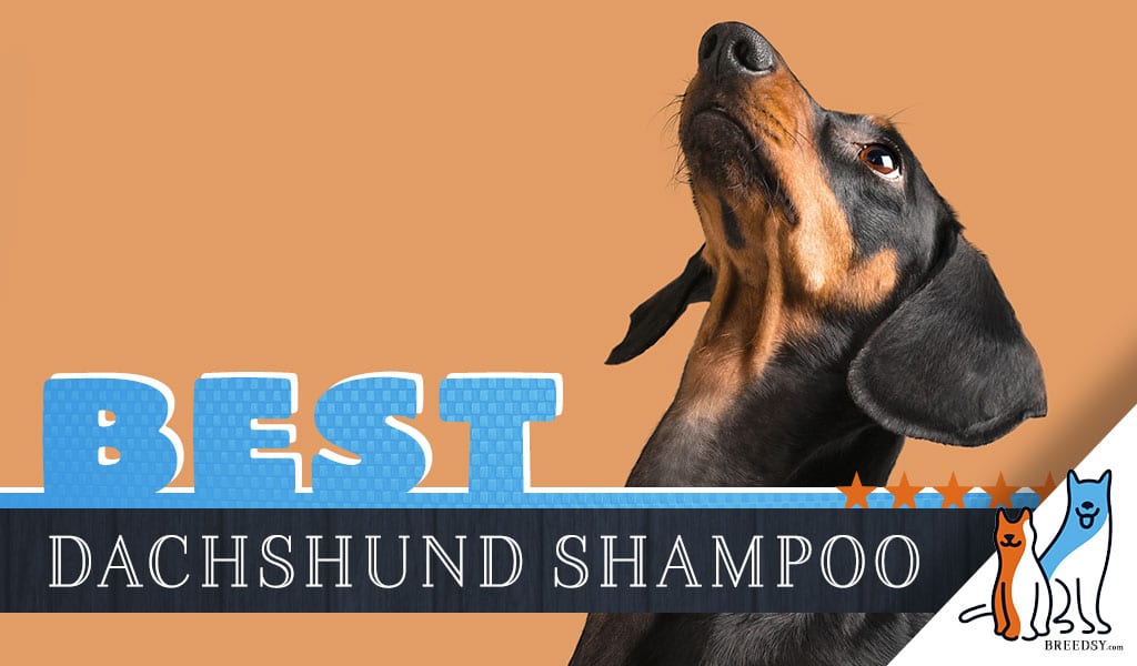 Dachschund Shampoo 8 Best Dog Shampoos For Dachshunds In 2020