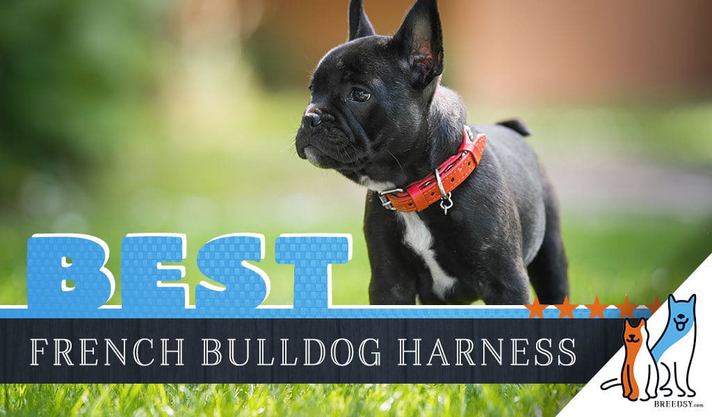 6 Best Harnesses for French Bulldogs in 2019