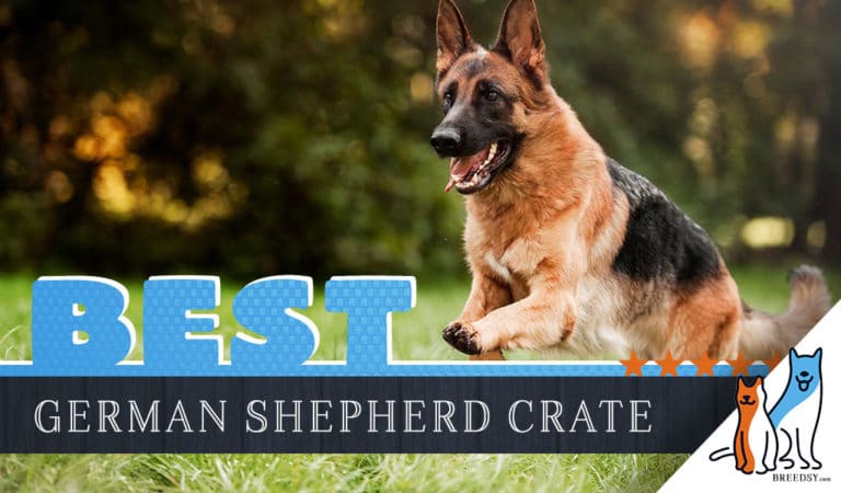 6 Best Dog Crates for German Shepherds in 2022