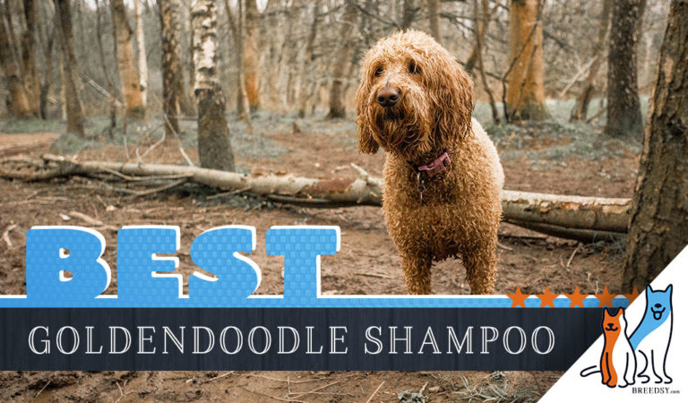 Goldendoodle Shampoo: 6 Best Dog Shampoos for Goldendoodles