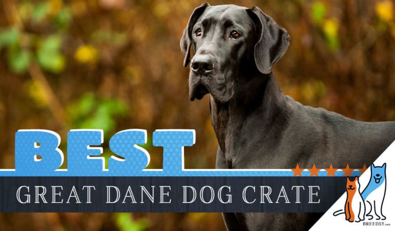4 Best Great Dane Dog Crates in 2022