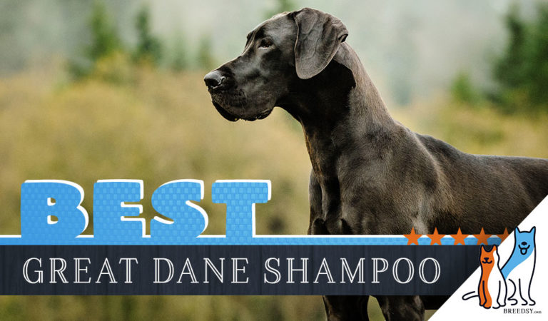 Great Dane Shampoo: 8 Best Dog Shampoos For Great Danes