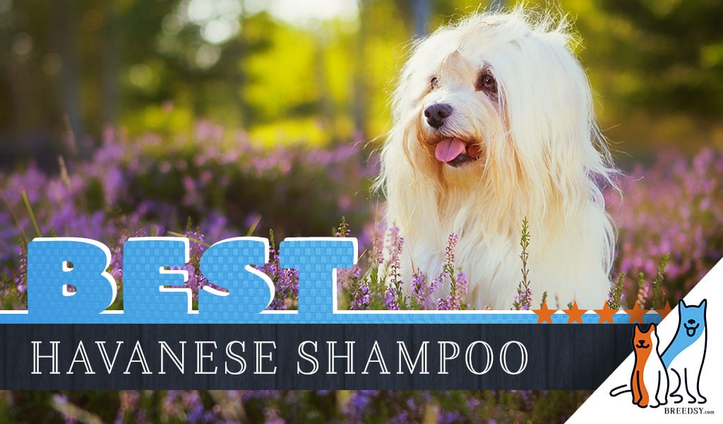 Bliv ophidset Invitere mareridt Havanese Shampoo: Our 6 Picks for the Best Dog Shampoo For Havanese
