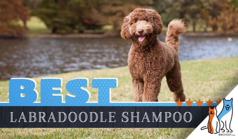 Labradoodle Shampoo: 5 Picks for the Best Dog Shampoo for Labradoodles in 2022