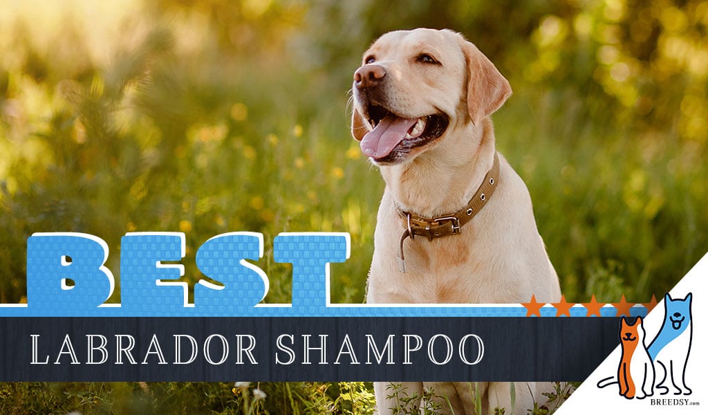 Labrador Retriever Shampoo 6 Best Dog Shampoos For Labradors