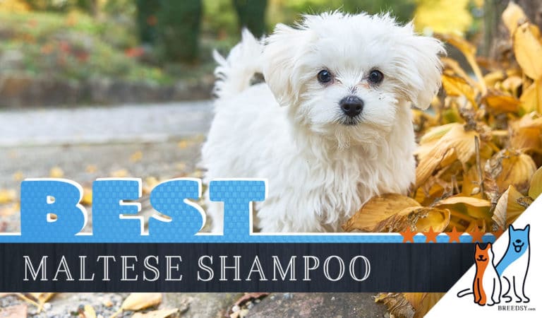 Maltese Shampoo: Our 7 Picks for the Best Dog Shampoo for Maltese