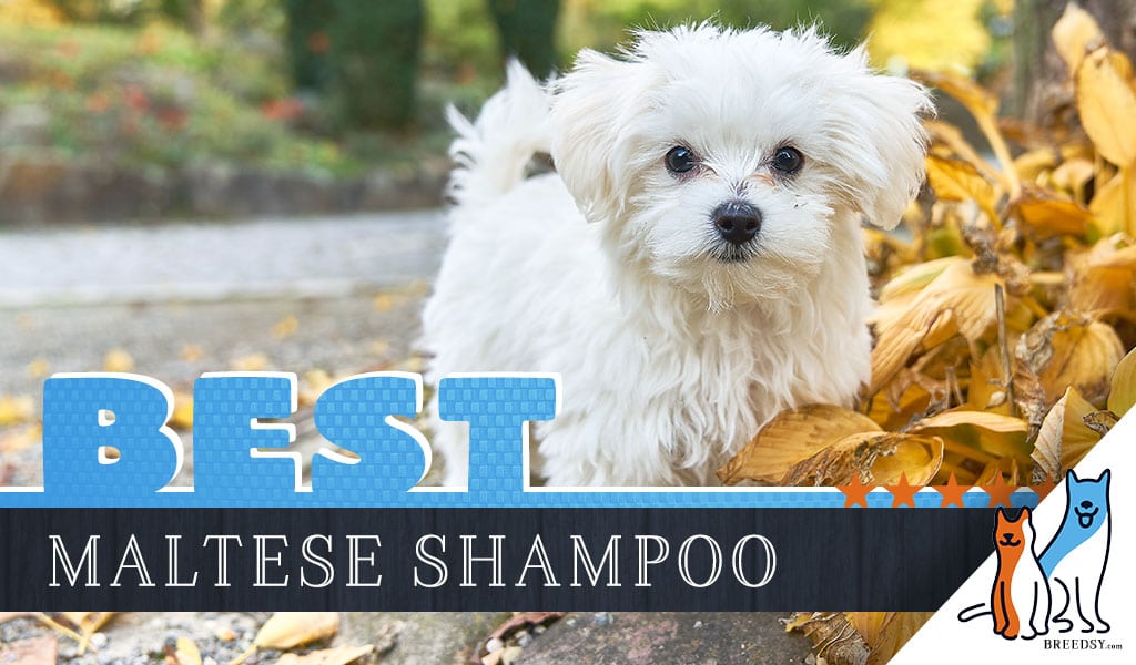 Best Dog Shampoo for Maltese