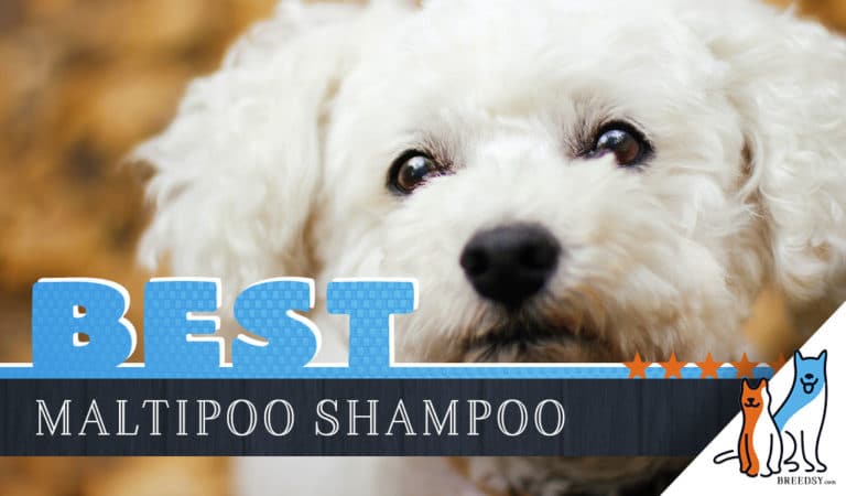 Maltipoo Shampoo: 6 Best Dog Shampoo for Maltipoos in 2023