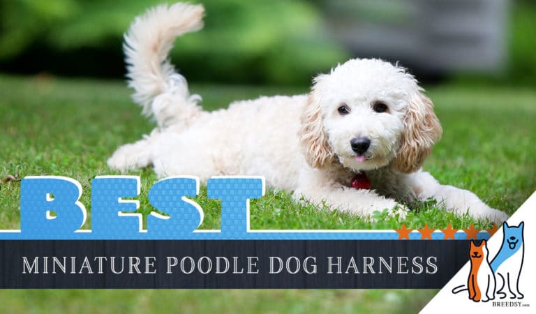 6 Best Harnesses for Miniature Poodles in 2022
