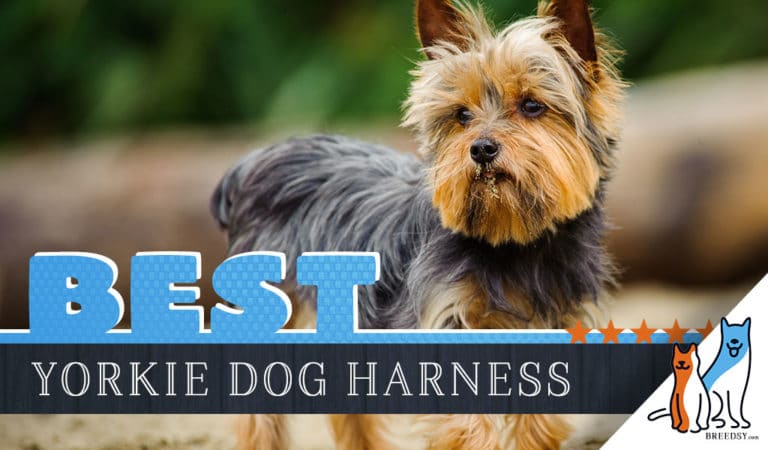 6 Best Dog Harnesses for Yorkshire Terriers in 2023