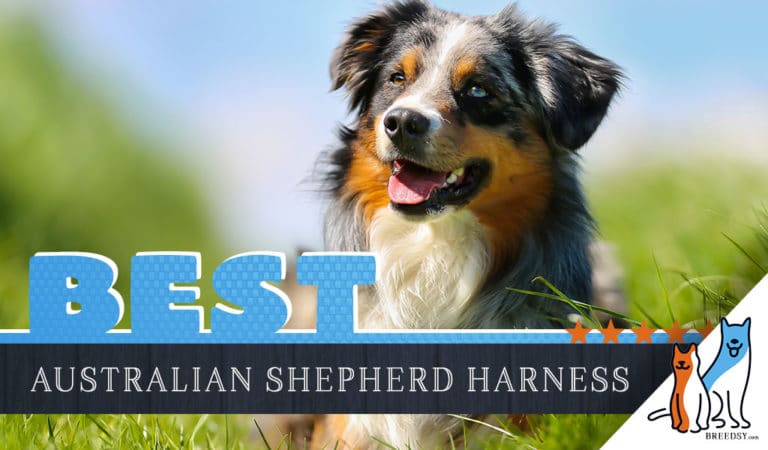 6 Best Harnesses for Australian Shepherds