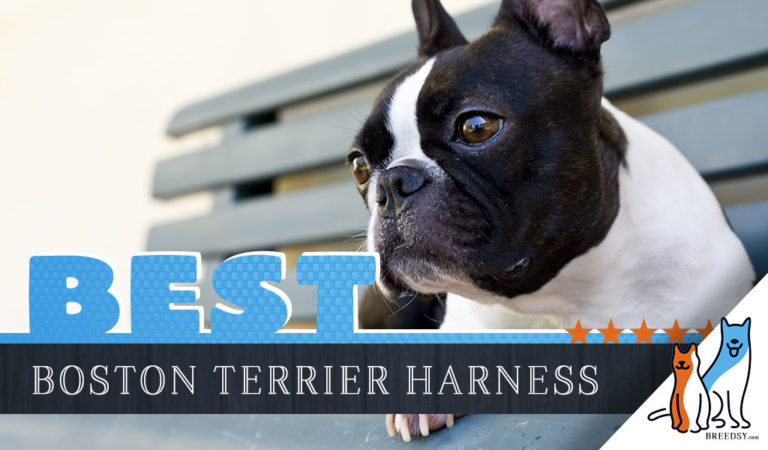 6 Best Harnesses for Boston Terriers