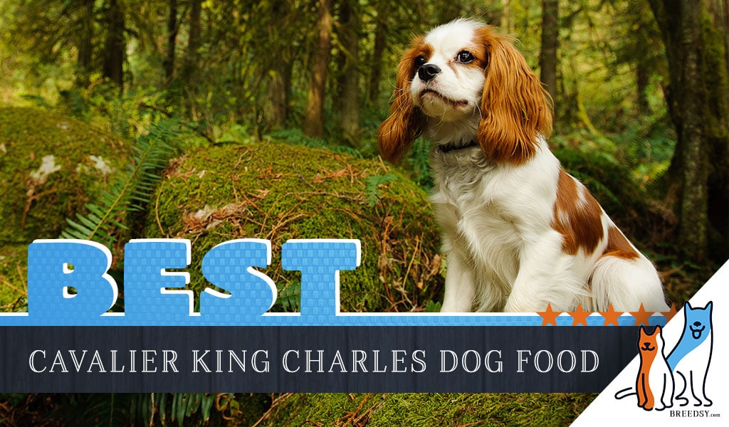 what do you feed your cavalier king charles spaniel