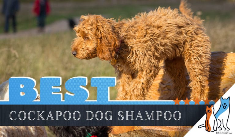 The 5 Best Dog Shampoos and Conditioners for Cockapoos in 2022