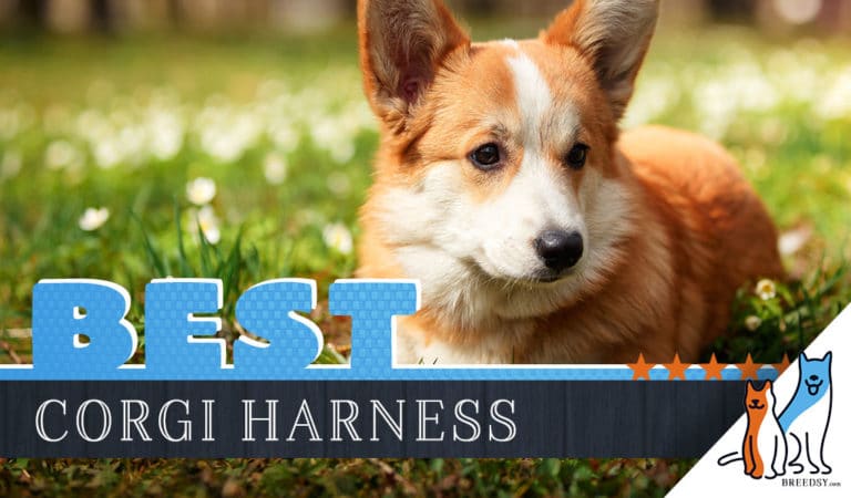 6 Best Harnesses for Corgis
