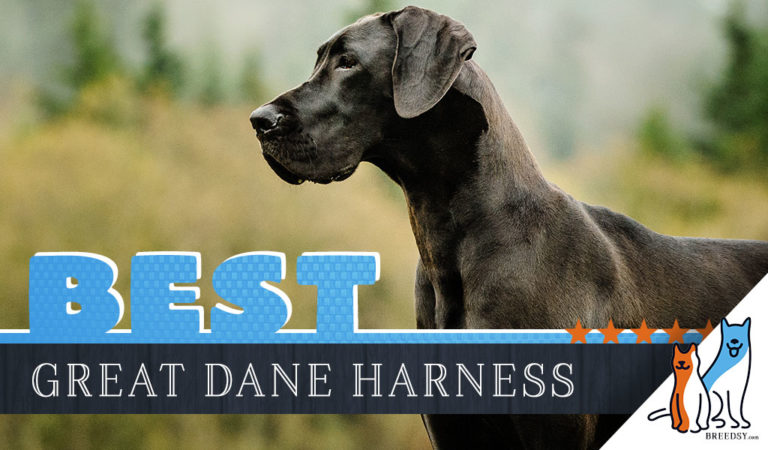 6 Best Harnesses for Great Danes