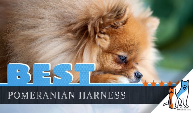 6 Best Harnesses for Pomeranians