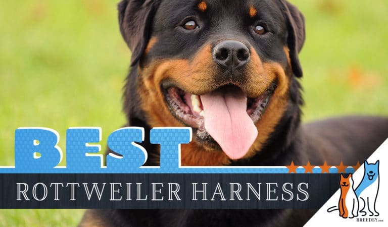 6 Best Harnesses for Rottweilers