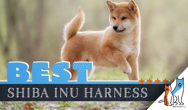 6 Best Harnesses for Shiba Inus