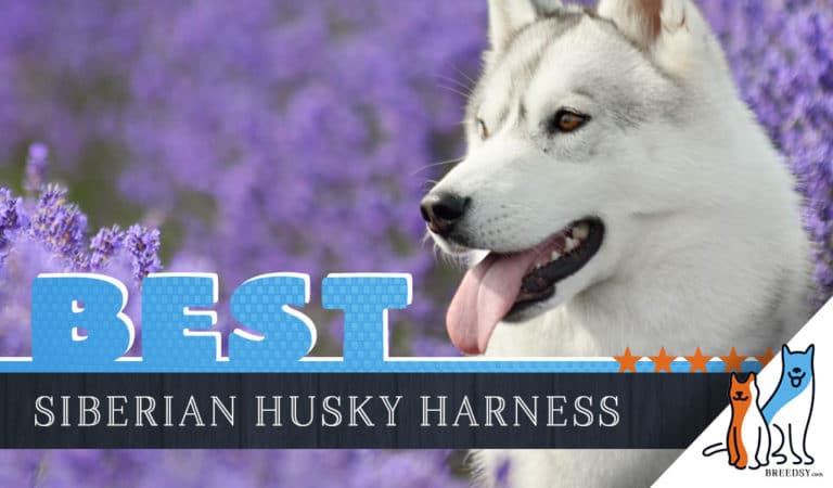 6 Best Harnesses for Huskies
