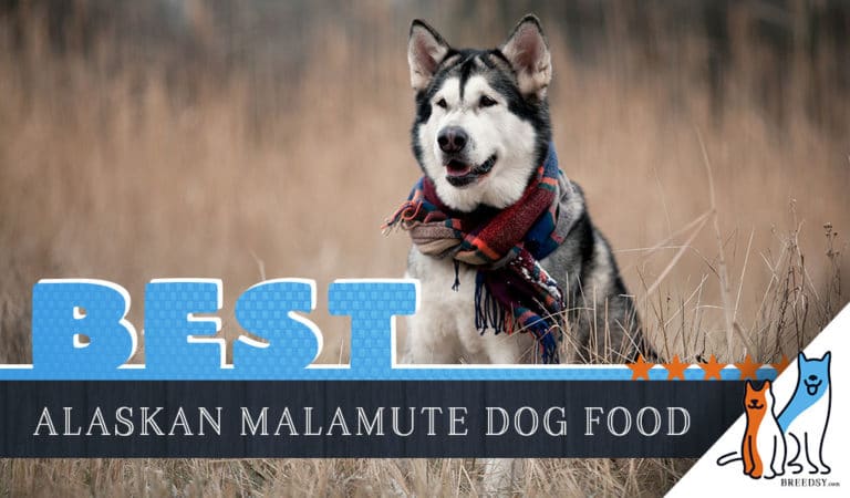 9 Best Alaskan Malamute Dog Foods Plus Top Brands for Puppies & Seniors