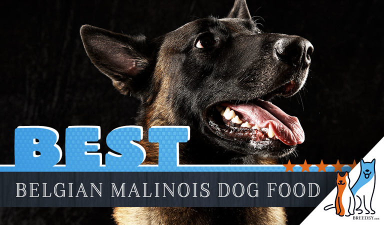 9 Best Belgian Malinois Dog Foods Plus Top Brands for Puppies & Seniors