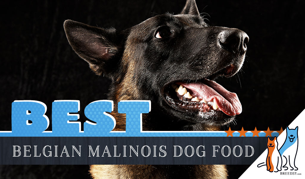 9 Best Belgian Malinois Dog Foods Plus 