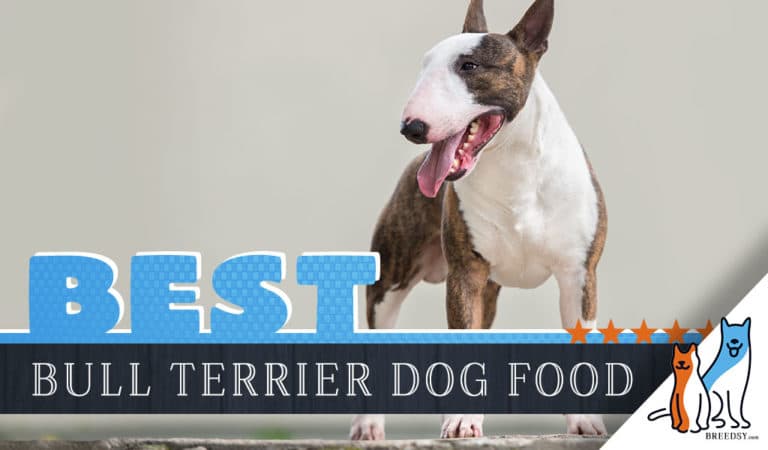 9 Best Bull Terrier Dog Foods Plus Top Brands For Puppies & Seniors