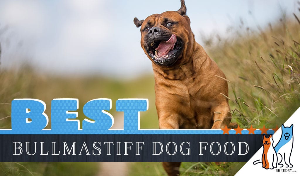13 Best Bullmastiff Dog Foods With Top 
