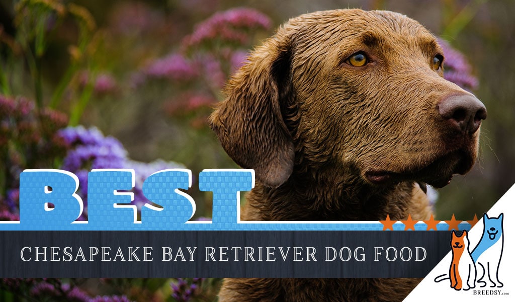9 Best Chesapeake Bay Retriever Food Plus Top Brands For Puppies And Seniors