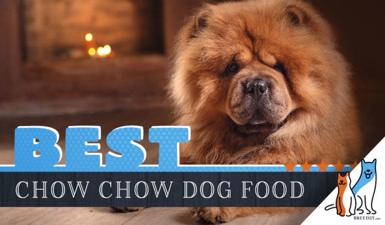 11 Best Chow Chow Dog Foods Plus Top Brands for Puppies & Seniors