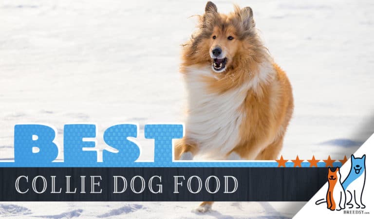 9 Best Collie Dog Foods Plus Top Brands For Puppies & Seniors