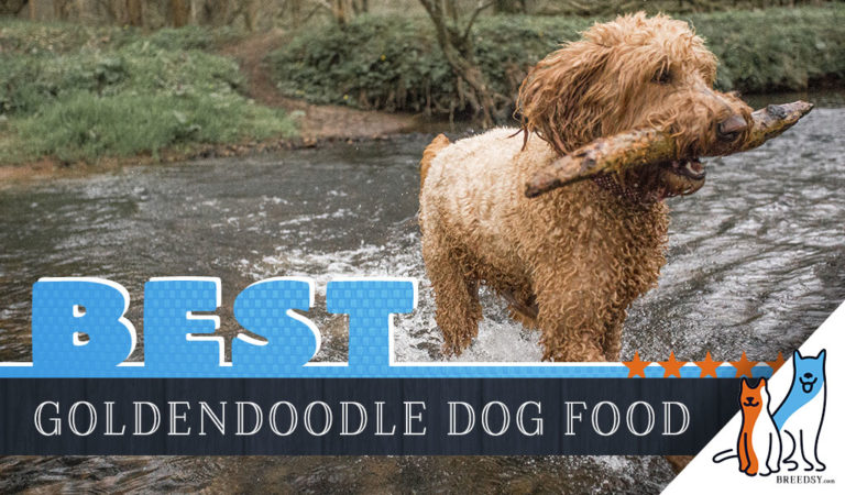 13 Best Dog Food for Goldendoodles: Our 2023 Guide