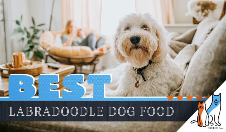 9 Best Labradoodle Dog Foods Plus Top Brands for Puppies & Seniors
