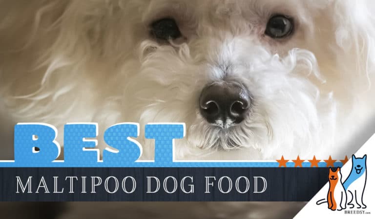 11 Best Maltipoo Dog Foods With Top Puppy & Senior Brands