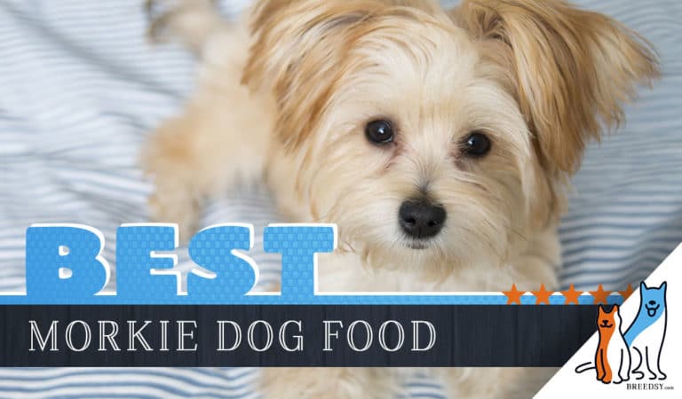 9 Best Morkie Dog Foods Plus Top Brands For Puppies & Seniors
