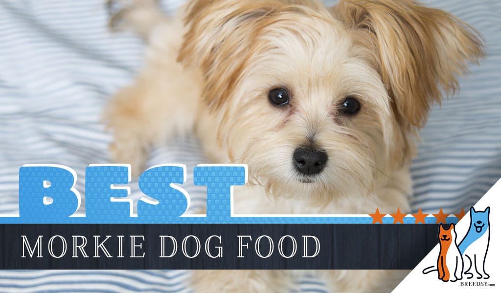 9 Best Morkie Dog Foods Plus Top Brands 