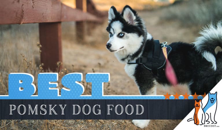 6 Best Pomsky Dog Foods Plus Top Brands For Puppies and Seniors
