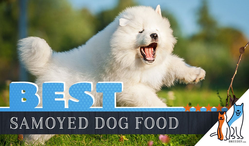 9 Best Samoyed Dog Foods Plus Top Brands For Puppies Seniors
