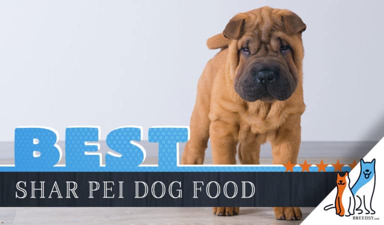 9 Best Dog Foods For Shar Peis Plus Top Brands for Puppies & Seniors