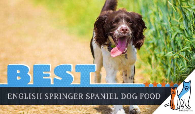9 Best English Springer Spaniel Dog Foods Plus Top Brands For Puppies & Seniors