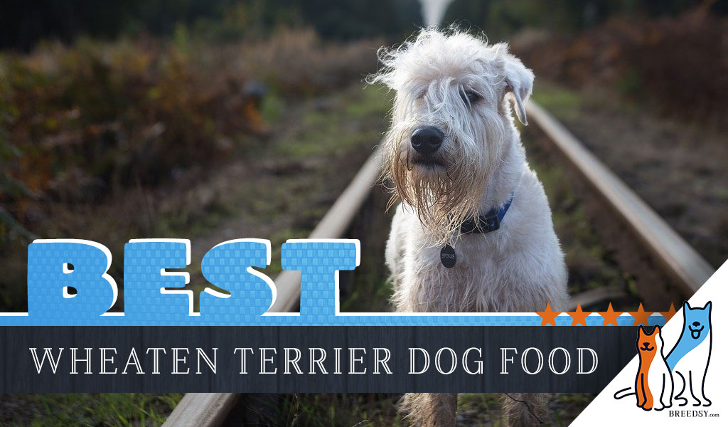 wheaten terrier diet