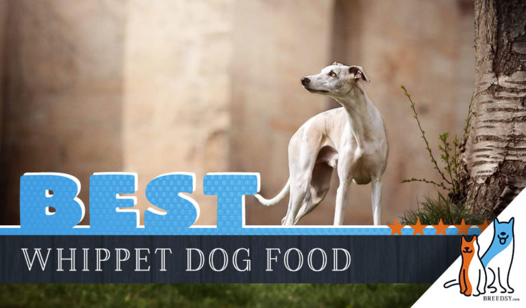 9 Best Whippet Dog Foods Plus Top Brands For Puppies & Seniors