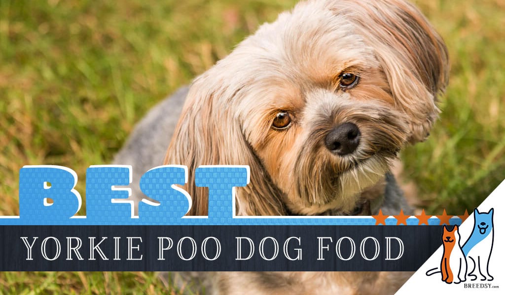 6 Best Yorkie Poo Dog Foods Plus Top 