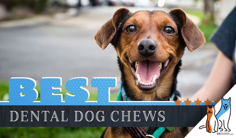 Best Dog Dental Chews 2023 : Chew Toys For Clean & Healthy Teeth